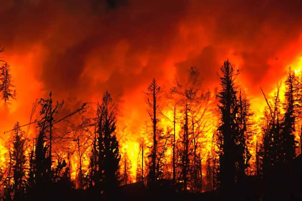 Wildfire